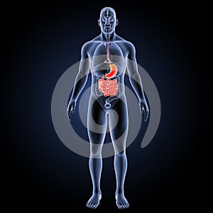 Stomach and small intestine with organs anterior view photo