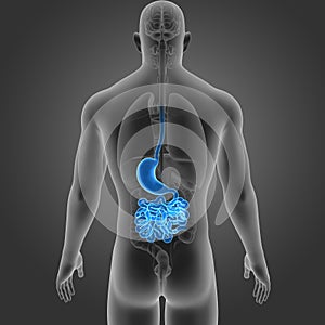 Stomach and Small Intestine with Organs Posterior view