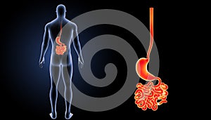 Stomach with small intestine posterior view