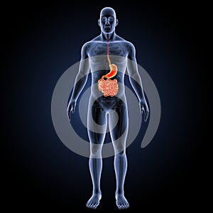 Stomach and small intestine with skeleton anterior view