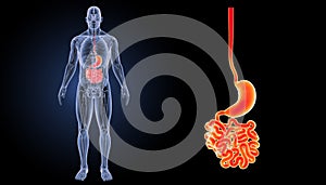 Stomach with small intestine zoom with anatomy anterior view