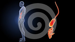 Stomach and small intestine zoom with anatomy lateral view