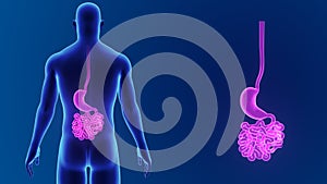 Stomach and small intestine zoom with body