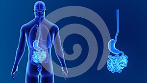 Stomach and small intestine zoom with Organs