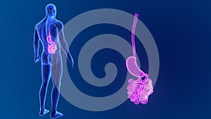 Stomach and small intestine zoom with Organs and Circulatory system