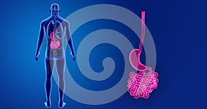 Stomach and Small Intestine zoom with Organs Posterior view photo