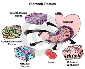 Stomach tissues types infographic diagram photo