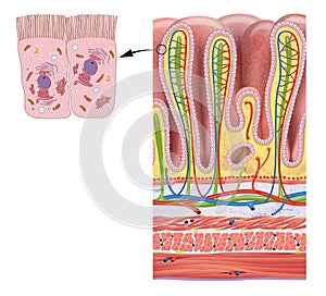 Stomach wall layers and gastric glands detailed anatomy