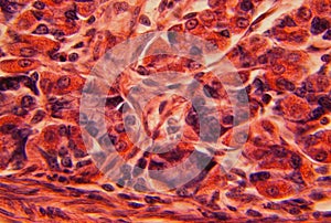 Stomach wall under a microscope