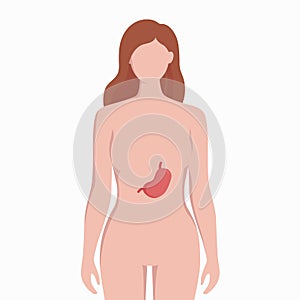 Stomach on woman body silhouette vector medical illustration isolated on white background. Human inner organ placed in