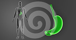 Stomach zoom with Body Anterior view