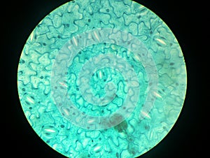 Stomata on a Leaf