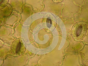 Stomata on a Leaf