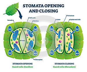 Stomata opening and closing vector illustration. Labeled educational scheme