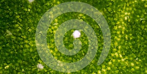 Stomata in the plant leaf