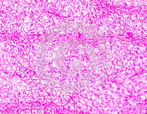 Stomata in the plant leaf
