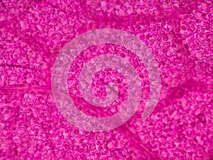 Stomata in the plant leaf