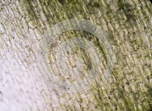 Stomata in the plant leaf