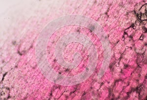 Stomata in the plant leaf