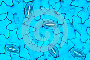 Stomata Vicia, Under Optical Microscope
