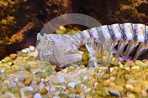 Stomatopoda or Tamarutaca. Scientific name of mantis shrimp - odontodacylus scyallarus