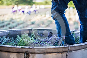 Stomping the Pot of Lavender