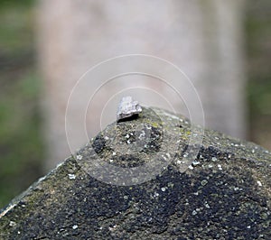 Stone above the tombstone in the Jewish cemetery