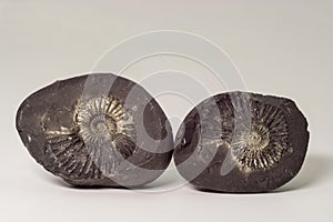 Stone Ammonite or Shalagram-sewed with fossil shells.