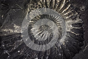 Stone Ammonite or Shalagram-sewed with fossil shells.