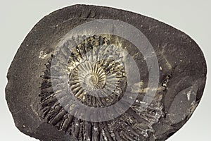 Stone Ammonite or Shalagram-sewed with fossil shells.