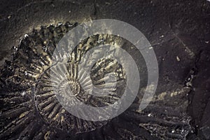 Stone Ammonite or Shalagram-sewed with fossil shells.