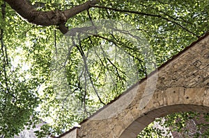 Stone arch under a tree on a pathway, surrounded by lush trees