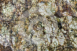 Stone background, sea stone texture