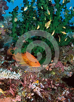 Stone bass Serranidae swims around coral. Underwater macro photography, Philippines
