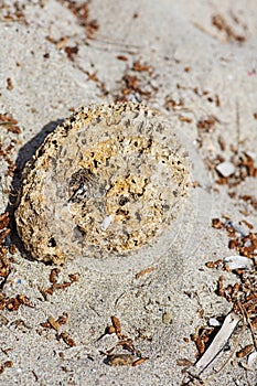 Stone on the beach macro background high quality 50,6 Megapixels