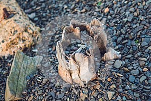 Stone beach with an old snag. Stones