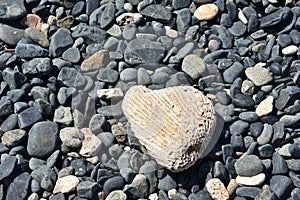 Stone Beach with White Heart Shaped Coral Stone