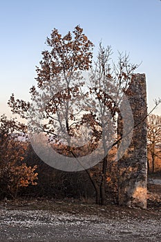 The stone behind the tree.