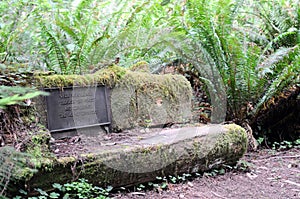 Stone Bench at Jedediah Smith Redwoods