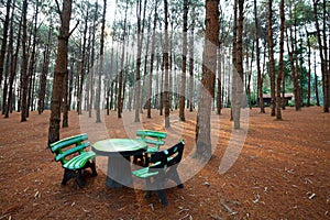 Stone benches and tables in larch forest with sunlight and shad