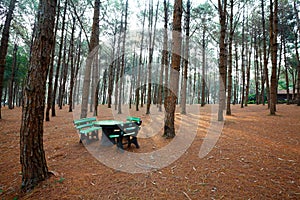 Stone benches and tables in larch forest with sunlight and shad