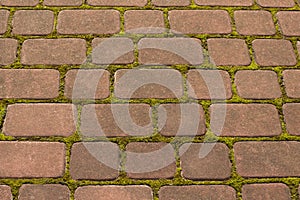 Stone block paving with moss. Closeup shot