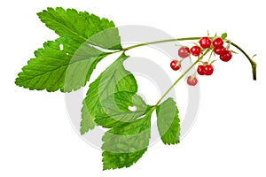 Stone Bramble (Rubus saxatilis) berry