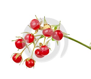 Stone Bramble (Rubus saxatilis) berry