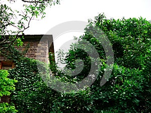 Stone brick ancient house side corner behind natural green tree leaves at sky background