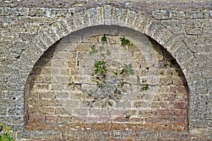 stone brick antique arch, arch on the wall, fig tree grown on the ancient wall