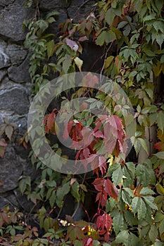 Stone brick wall with colorful autumn ivy leaves in the park. Nature abstract concept