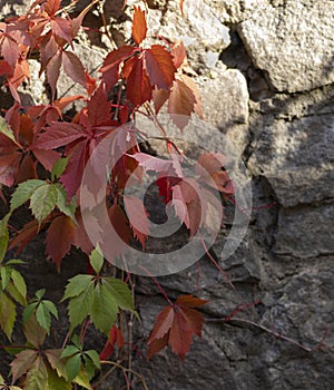 Stone brick wall with colorful autumn ivy leaves in the park. Nature abstract concept