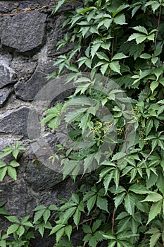 Stone brick wall with ivy leaves in the park.