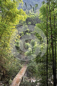 Stone bridge in bamboo forest